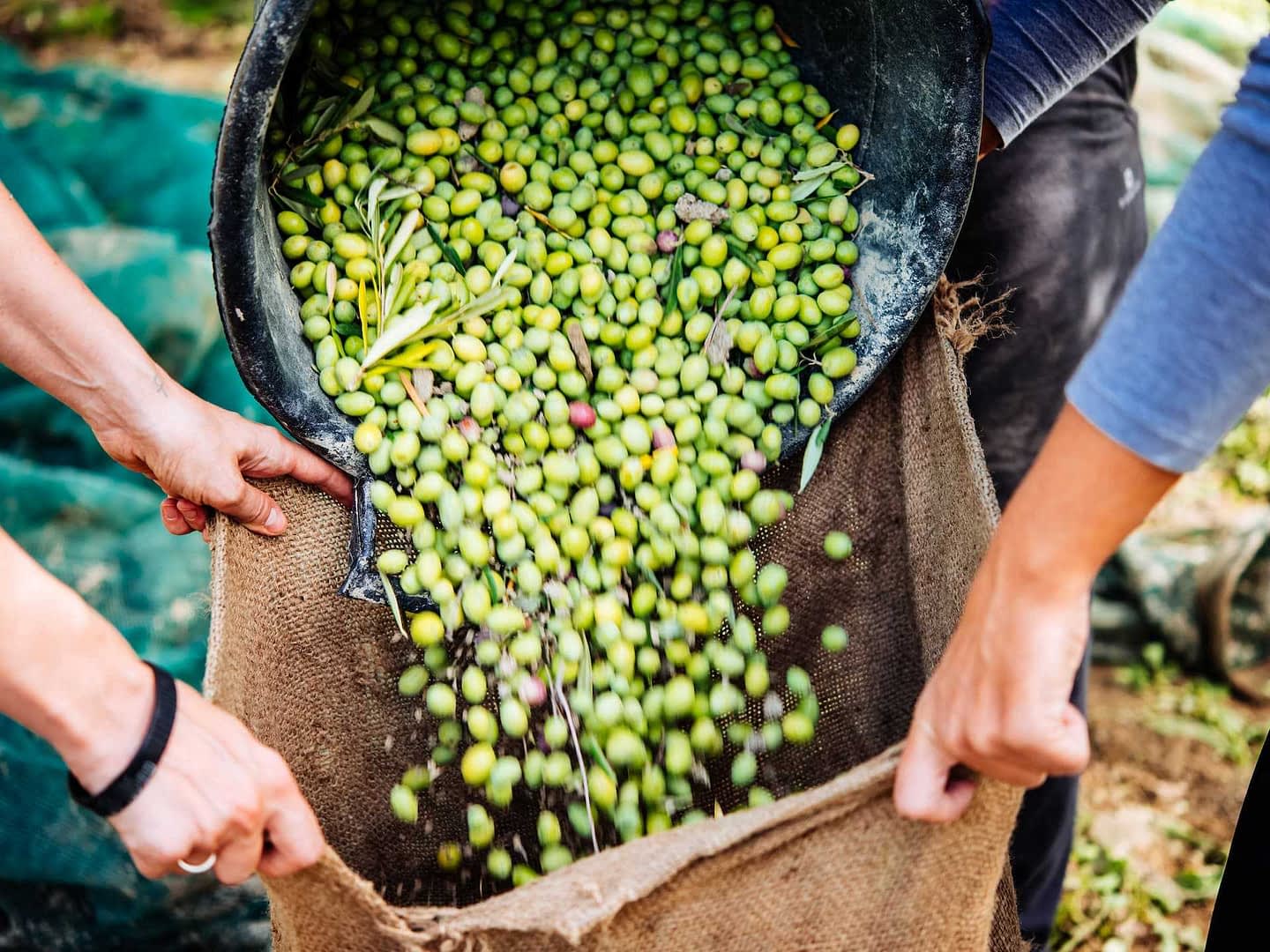 Taze toplanmış yeşil zeytinleri bir sepetten çuvala boşaltan eller. Olive Oil Times