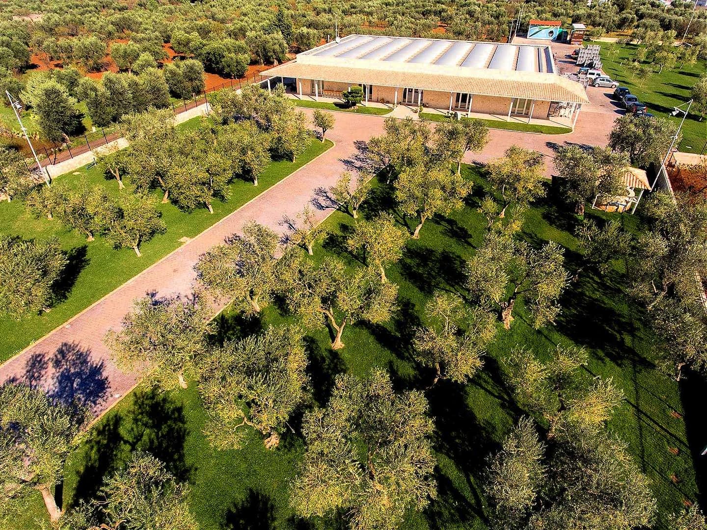Aerial view of an olive grove with a modern building in the background surrounded by olive trees. - Olive Oil Times