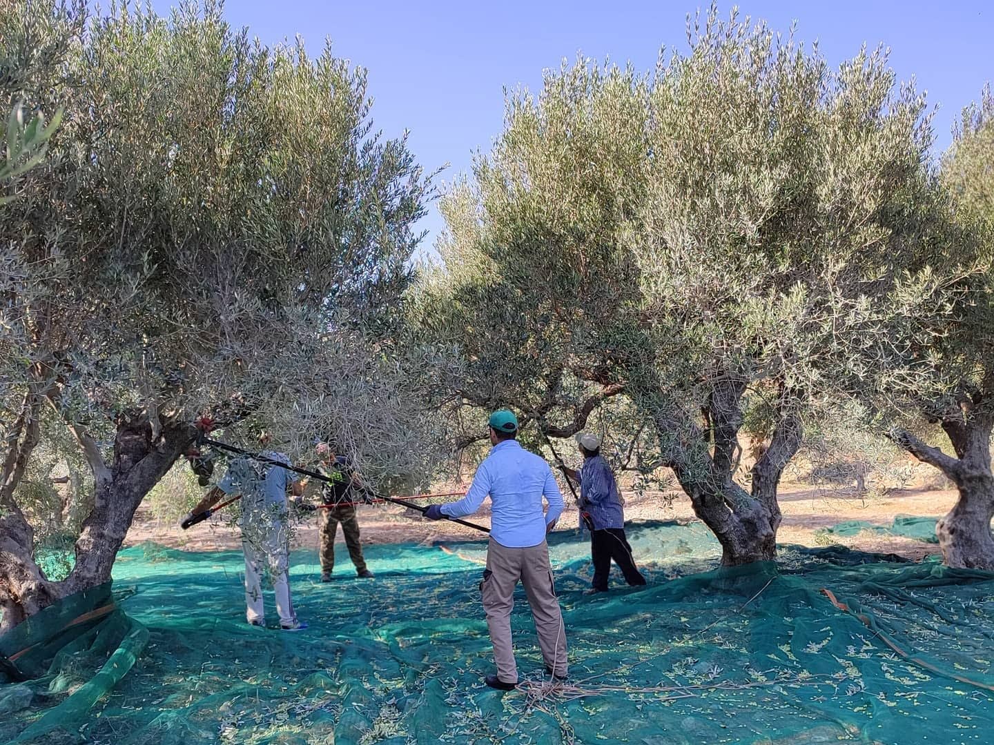 People using tools to harvest olives from trees while standing on a green tarp. - Olive Oil Times