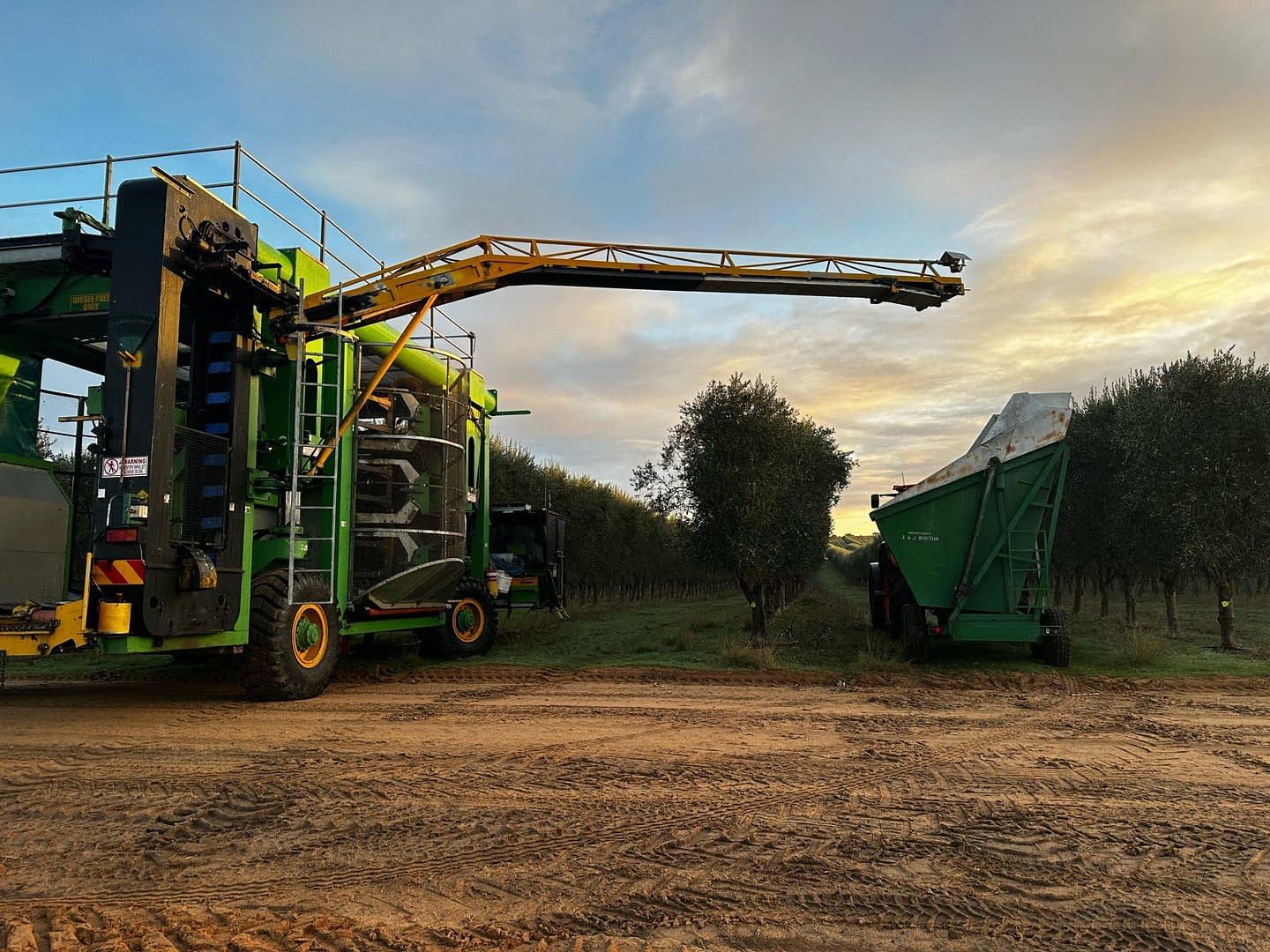 Olive harvesting machine with a long arm positioned near a collection bin in an olive grove. - Olive Oil Times