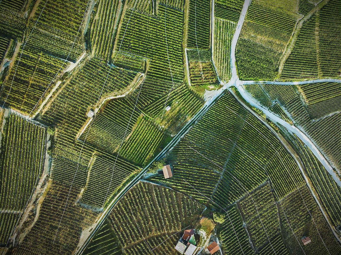 Pogled iz zraka na lično urejene vinograde z vrstami vinske trte in makadamskimi potmi. - Olive Oil Times