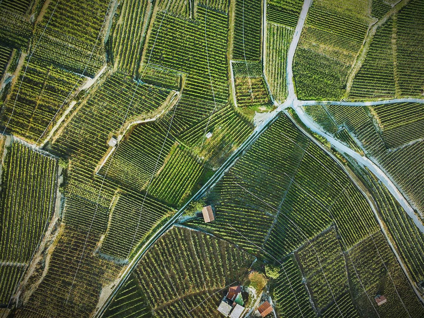 Aerial view of neatly arranged vineyards with rows of grapevines and dirt paths. - Olive Oil Times