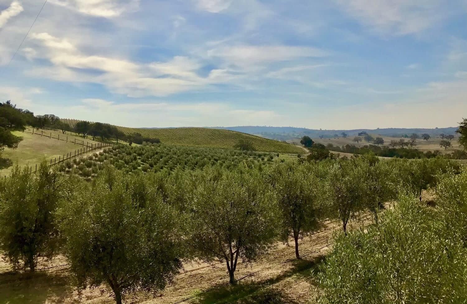 Blick auf einen grünen Olivenhain mit Baumreihen unter blauem Himmel. - Olive Oil Times