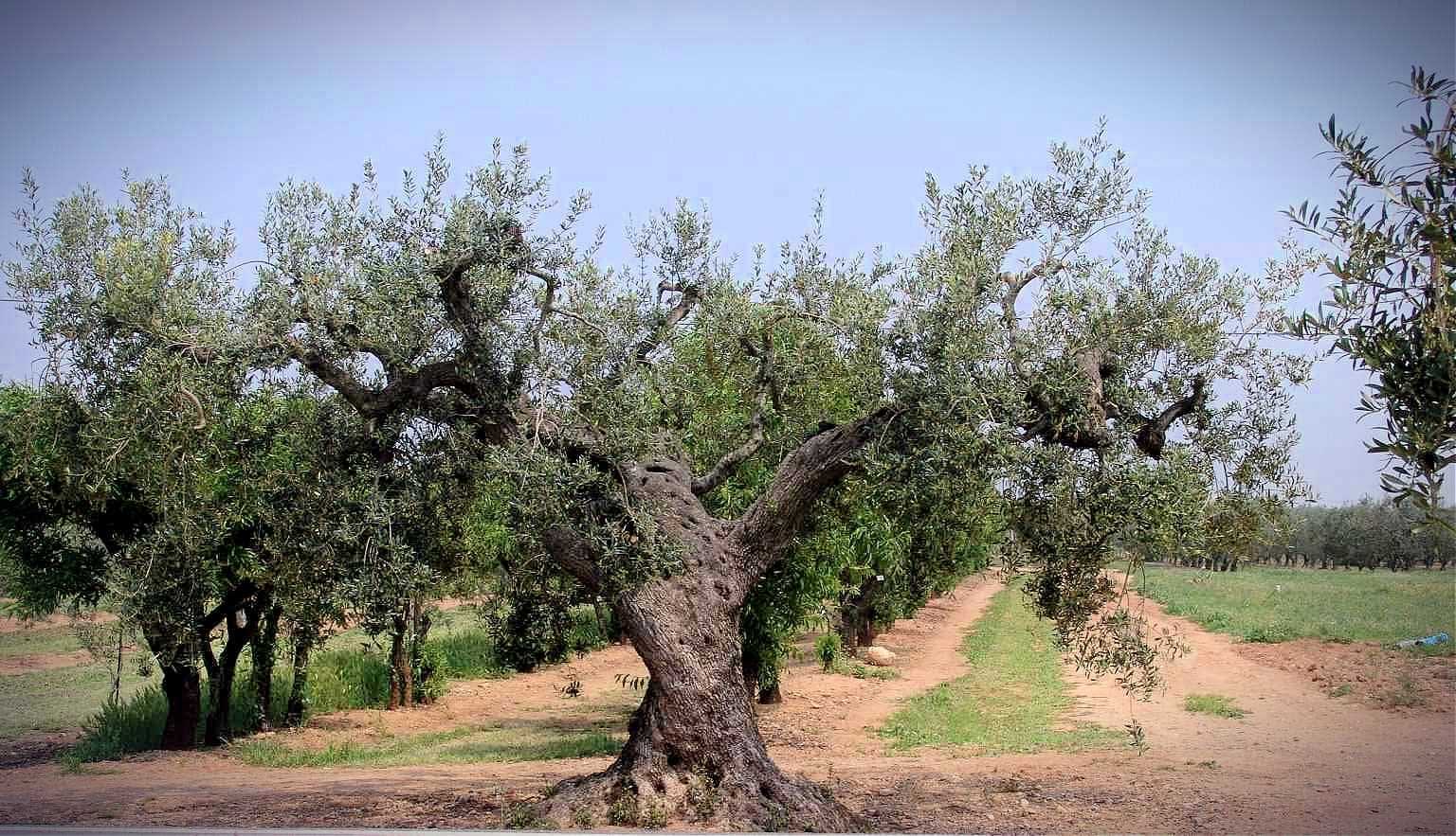A large, mature olive tree with a thick trunk and sprawling branches in an agricultural field. - Olive Oil Times