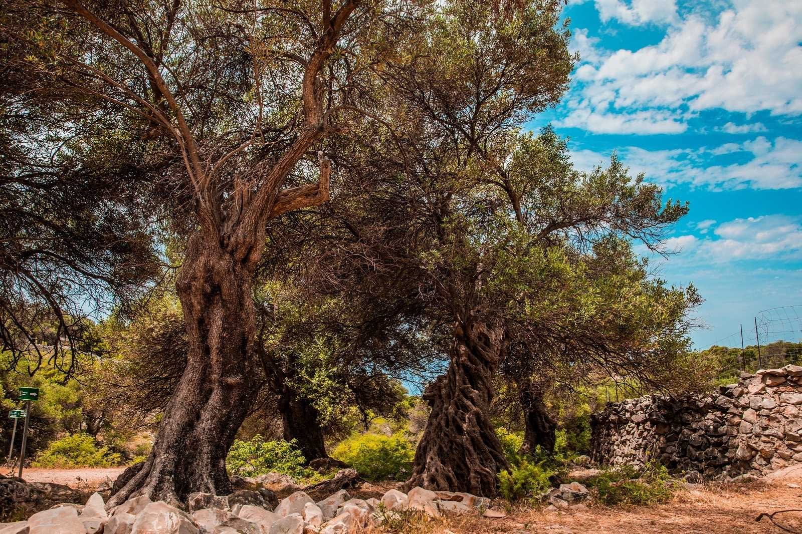 Several olive trees with thick trunks and lush foliage in a natural landscape. - Olive Oil Times