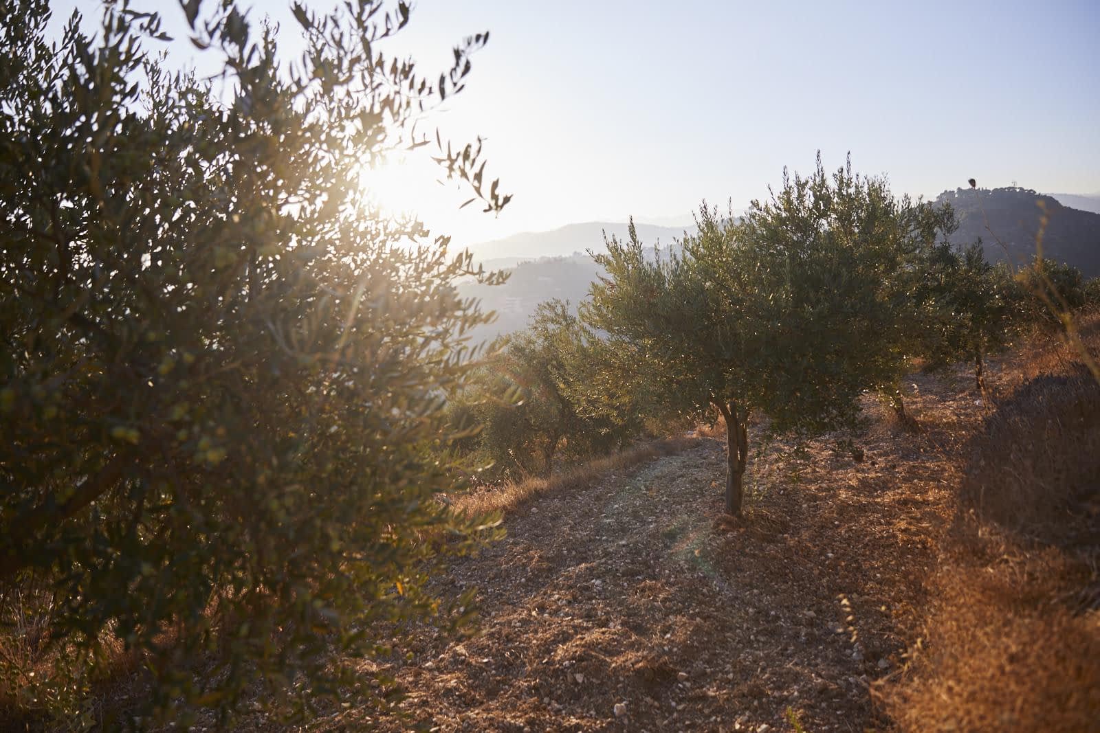 Olive trees on a hillside with sunlight shining through the leaves during sunset. - Olive Oil Times