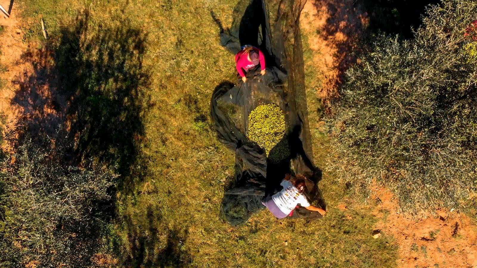 Two individuals collecting olives using a black net in an olive grove. - Olive Oil Times