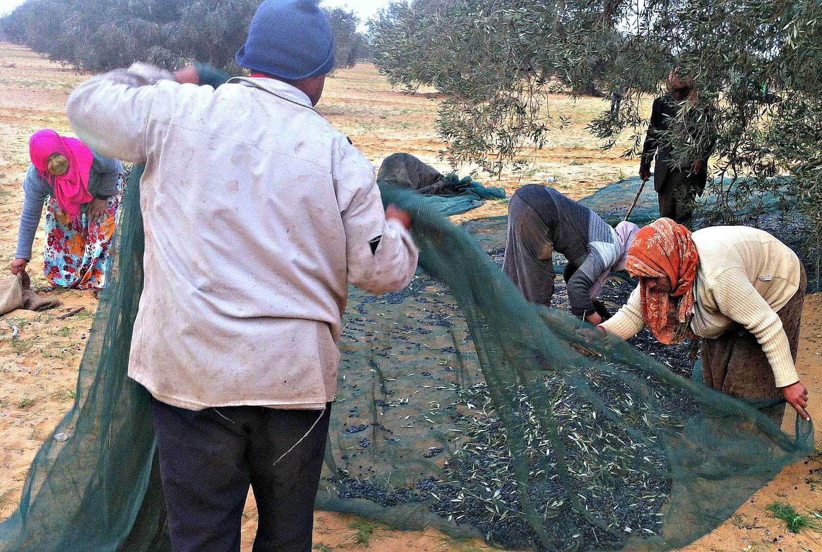 Group of people collecting olives from the ground using nets during harvest season. - Olive Oil Times