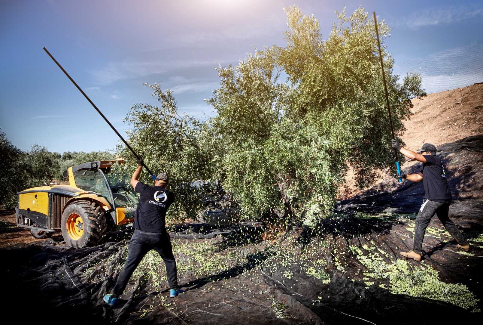 Zwei Arbeiter ernten mit Stangen Oliven von einem Baum, im Hintergrund ist ein Traktor zu sehen. - Olive Oil Times