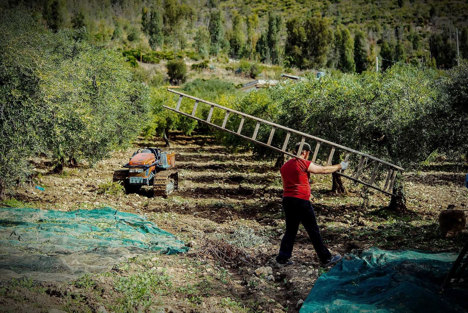 Un homme en chemise rouge portant une échelle à travers une oliveraie avec des arbres en arrière-plan. - Olive Oil Times
