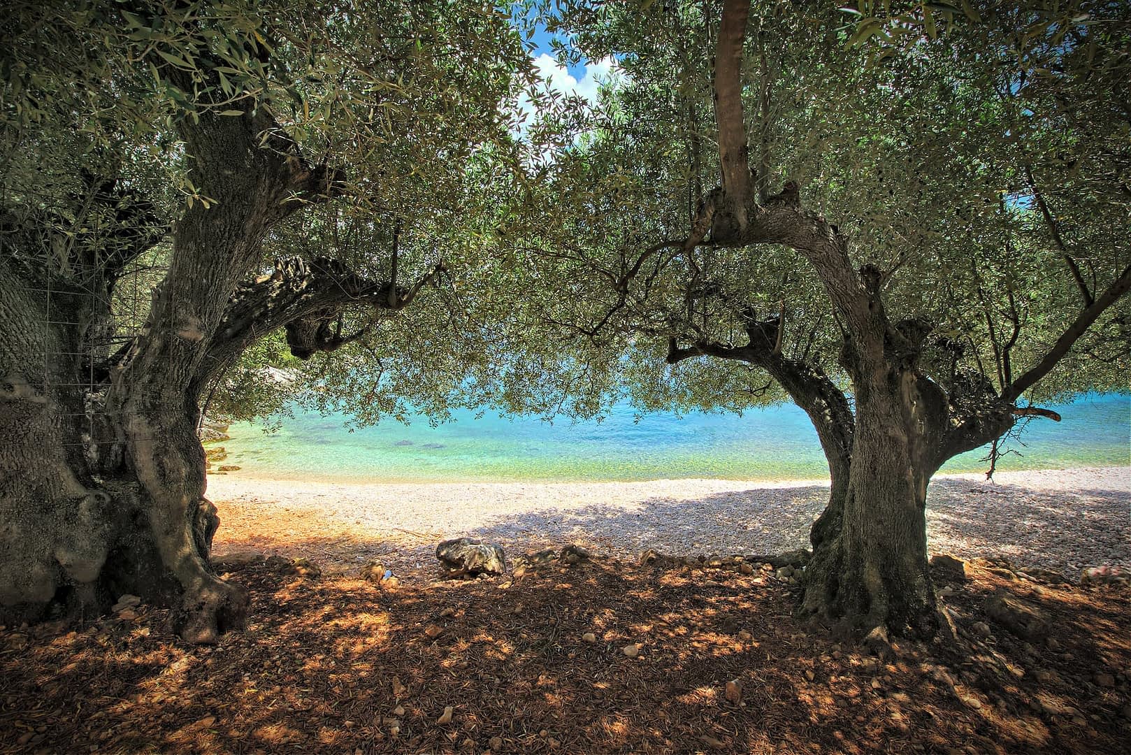 Два оливковых дерева обрамляют вид на чистую голубую береговую линию и воду. Olive Oil Times