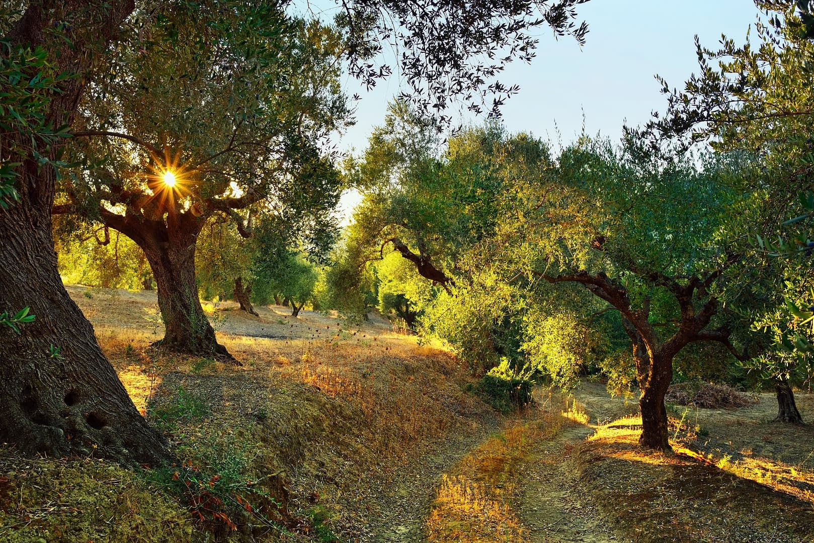 Olive trees in a grove with sunlight filtering through the leaves in a natural setting. - Olive Oil Times