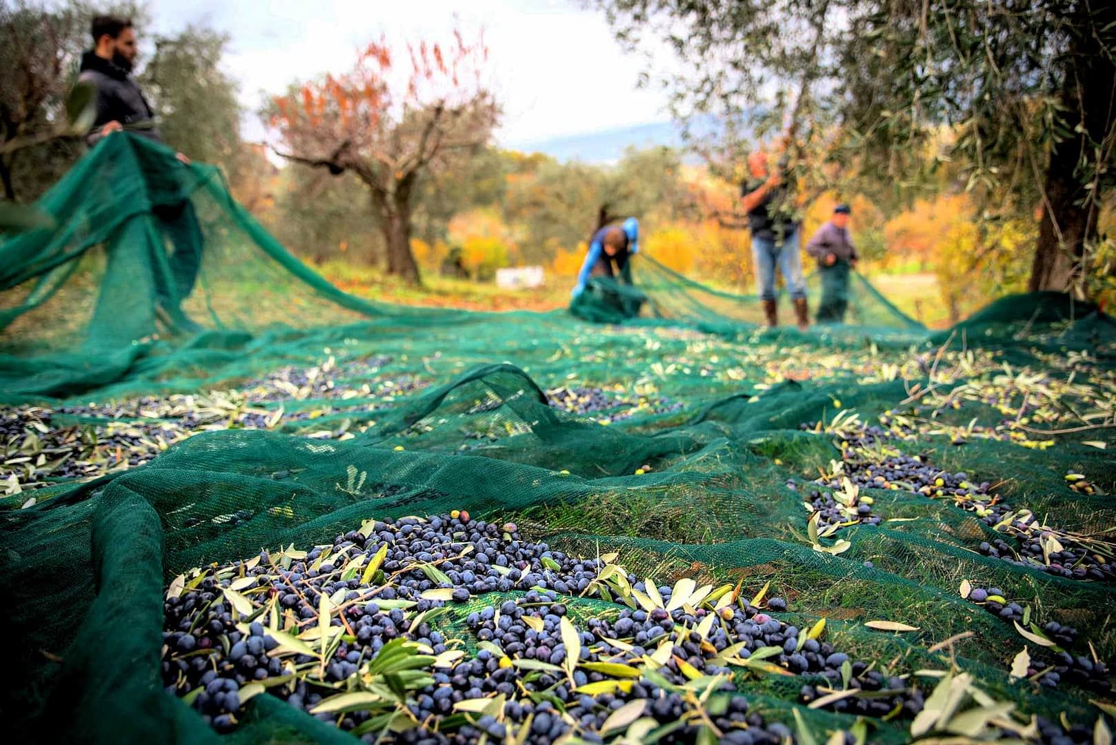 Workers collecting olives from the ground using green nets during the harvesting process. - Olive Oil Times