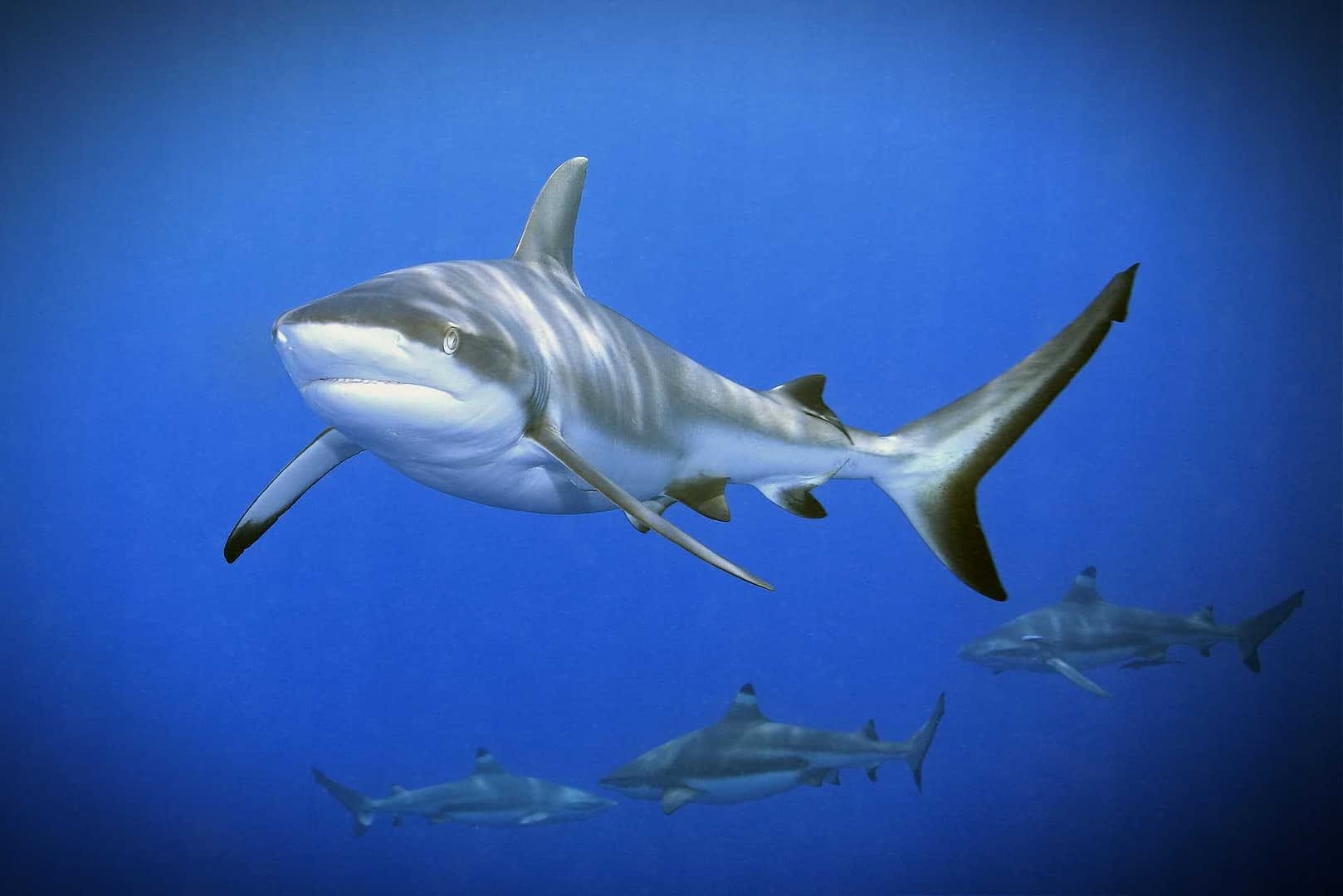 Gray reef shark swimming in clear blue ocean water with other sharks in the background. - Olive Oil Times