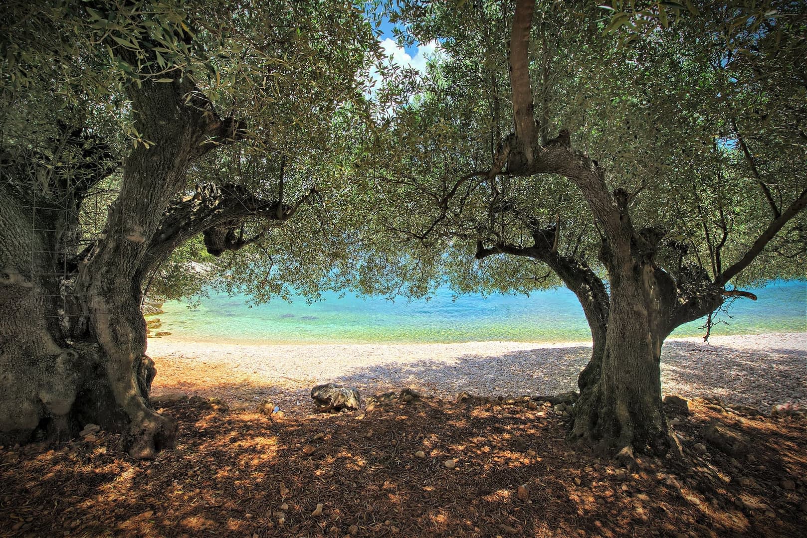 Two olive trees framing a view of a clear blue shoreline and water. - Olive Oil Times