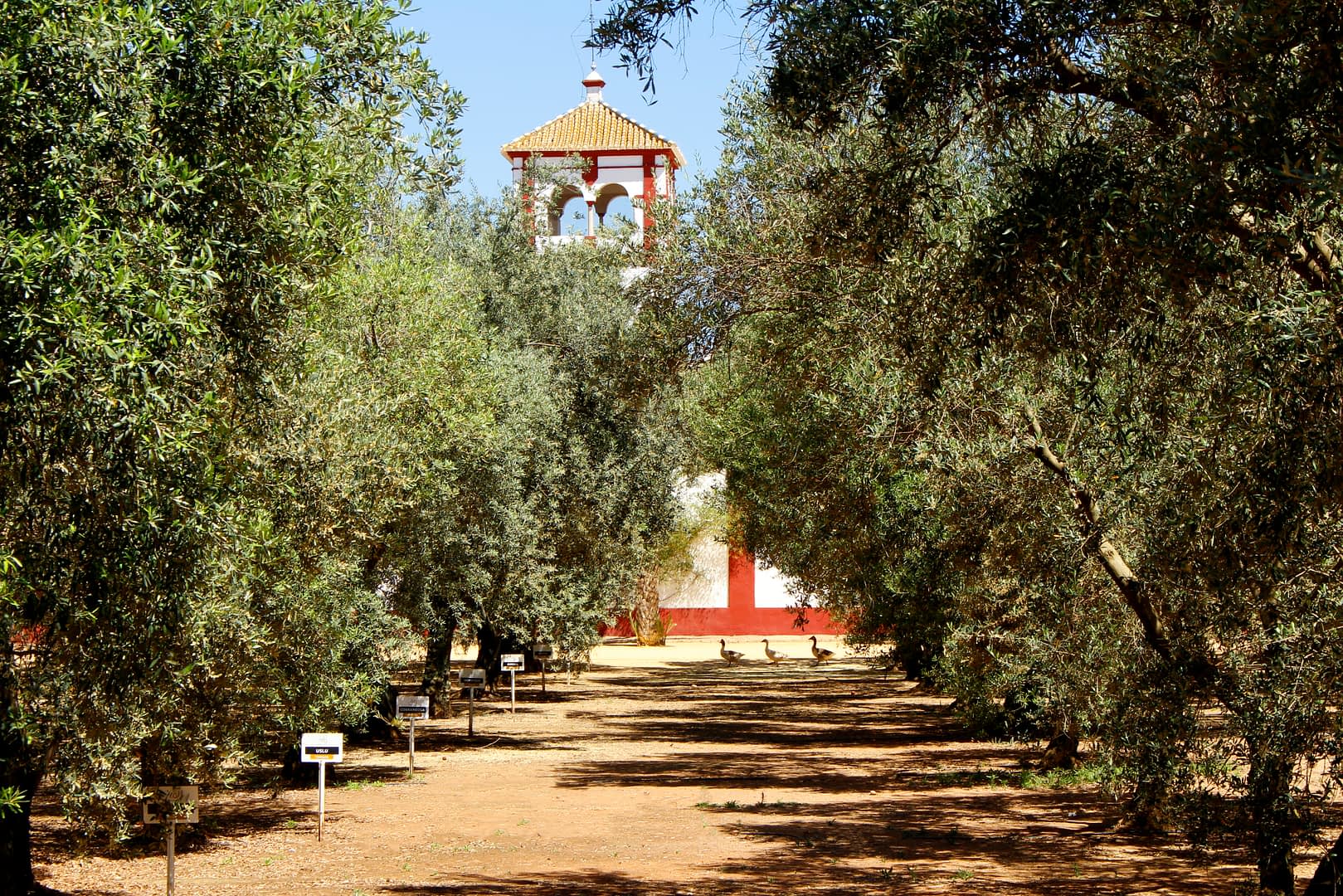 Pathway through an olive grove leading to a bell tower in the background. - Olive Oil Times