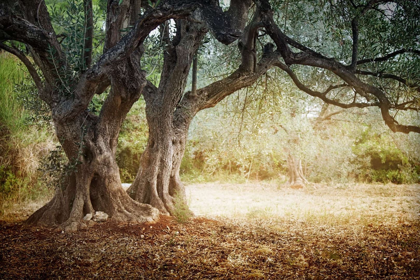 - Doğal bir ortamda, boğumlu gövdeli ve geniş dallı büyük bir zeytin ağacı. - Olive Oil Times