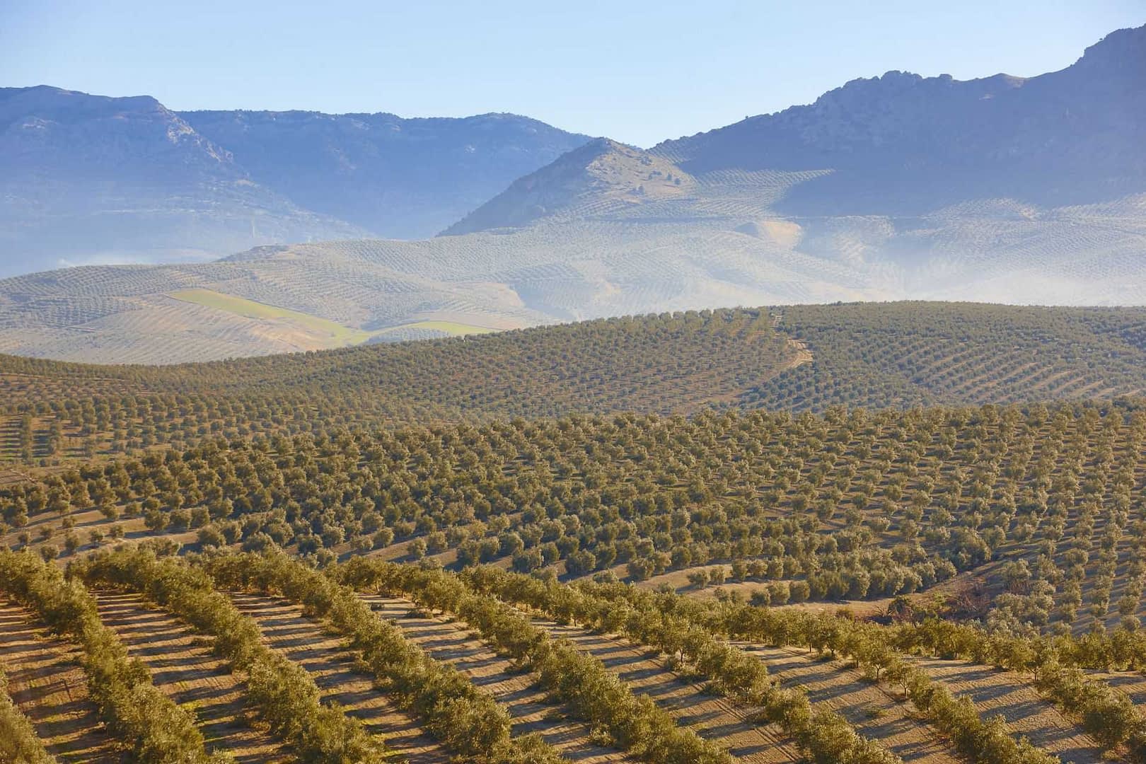 Vaste oliveraie avec des rangées d'oliviers dans une région montagneuse sous un ciel clair. - Olive Oil Times