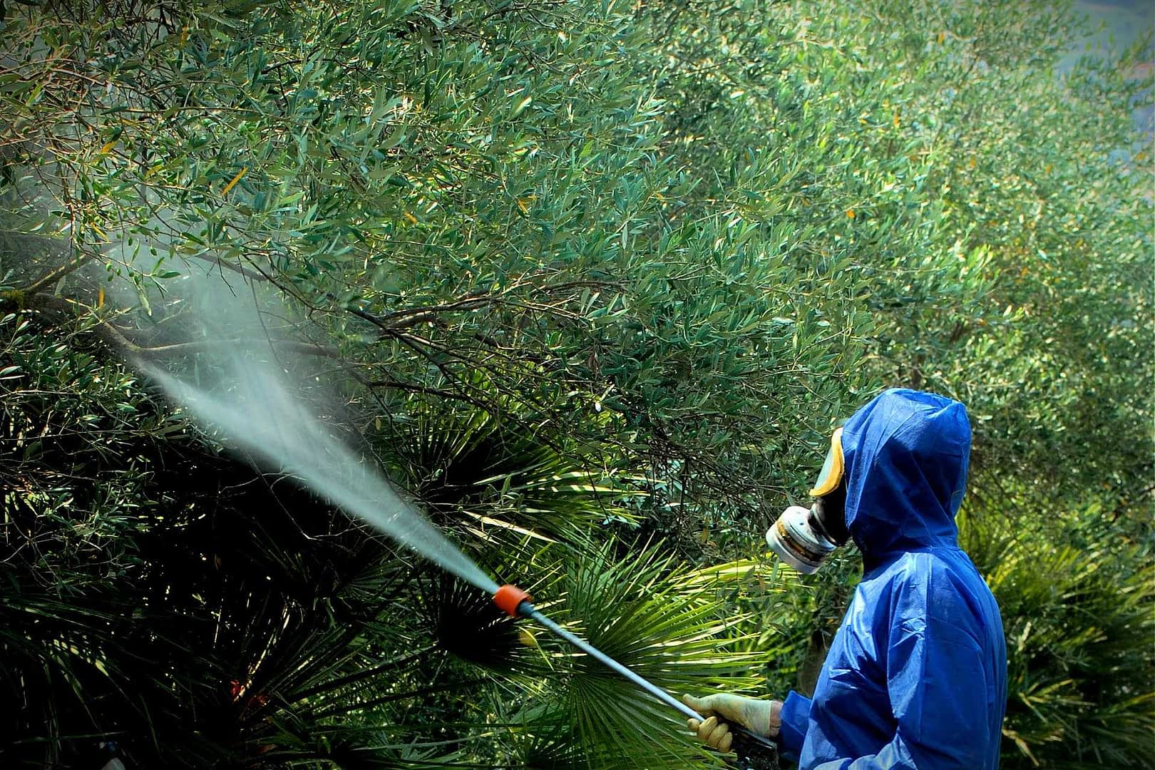 Individuo con equipaggiamento protettivo che spruzza pesticidi su piante verdi con uno spruzzatore portatile. - Olive Oil Times