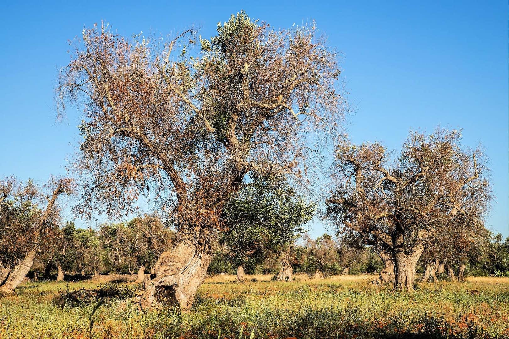 Plusieurs oliviers aux troncs noueux et au feuillage clairsemé dans un champ sous un ciel bleu clair. - Olive Oil Times