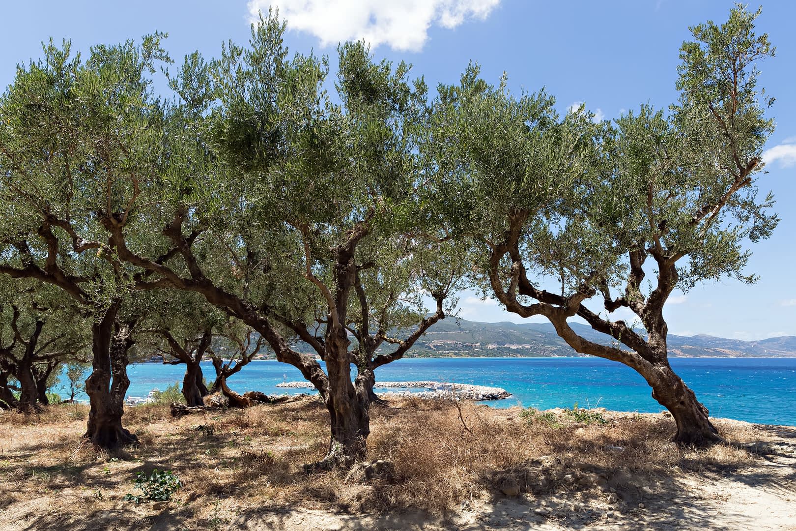 Olive trees with twisted trunks growing near a blue coastal area under a clear sky. - Olive Oil Times
