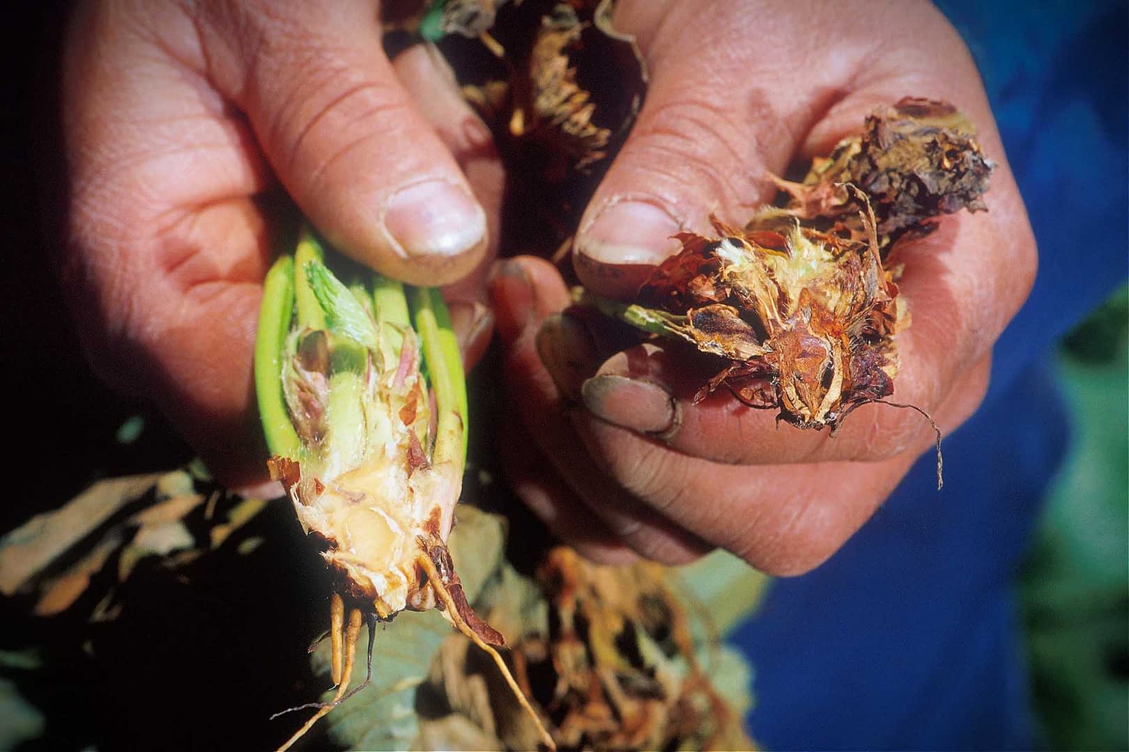 Two hands holding a split plant stem showing signs of disease and decay. - Olive Oil Times
