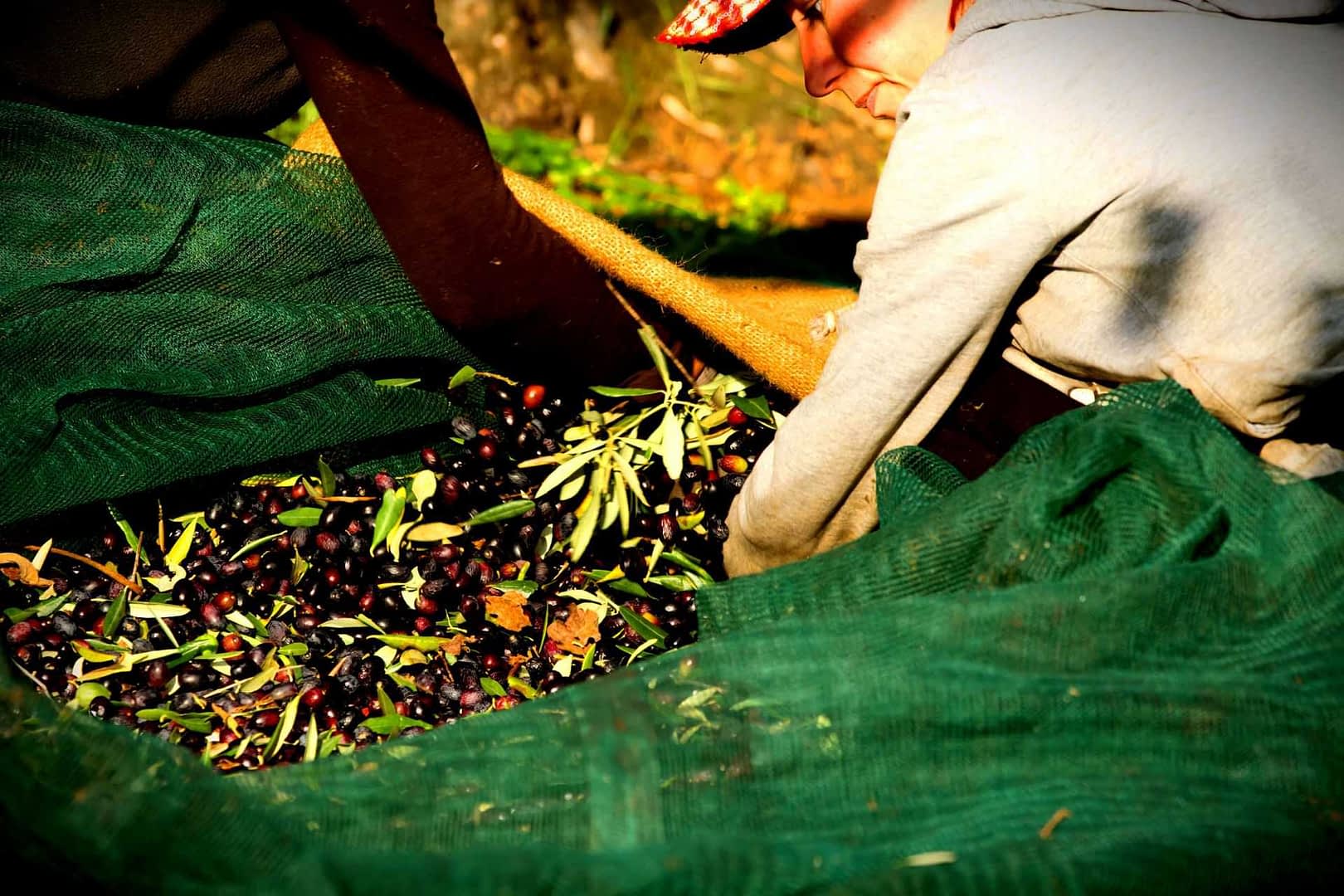 Person collecting olives from a large green net during the harvesting process. - Olive Oil Times