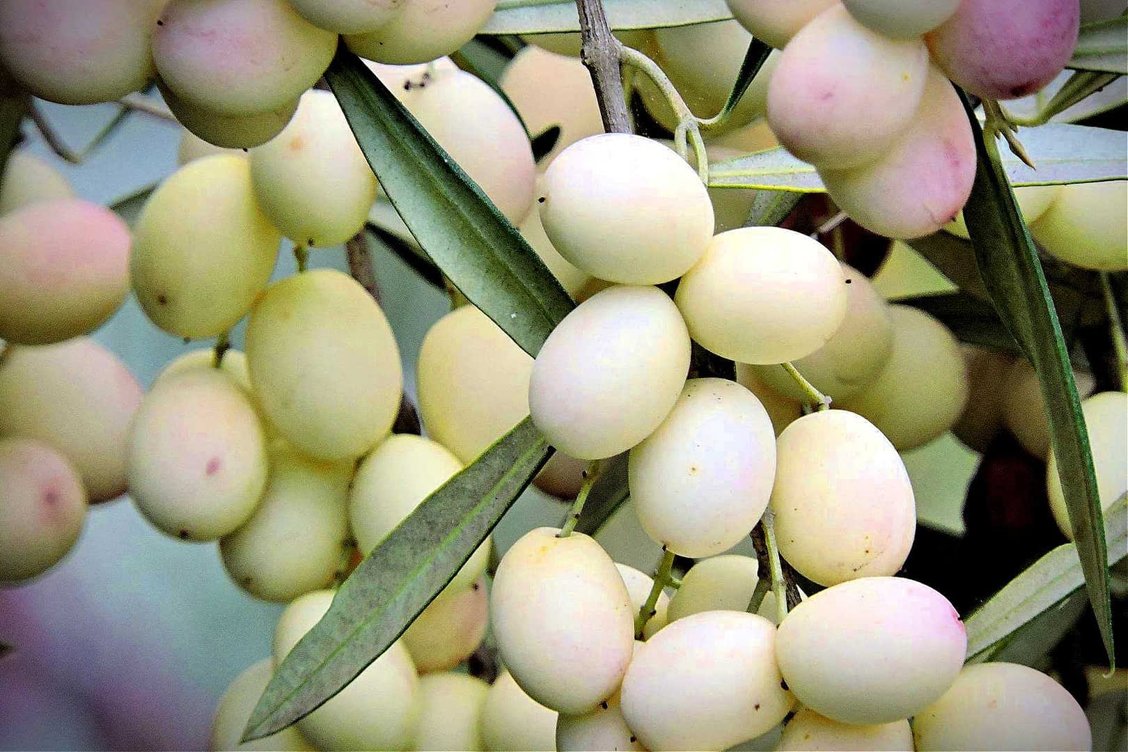 A cluster of green and yellow olive fruits hanging from a branch with leaves. - Olive Oil Times