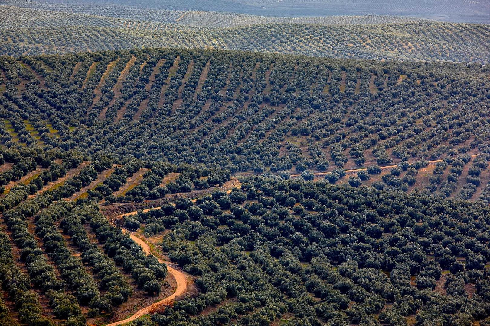 Aerial view of olive tree fields arranged in rows across rolling hills. - Olive Oil Times