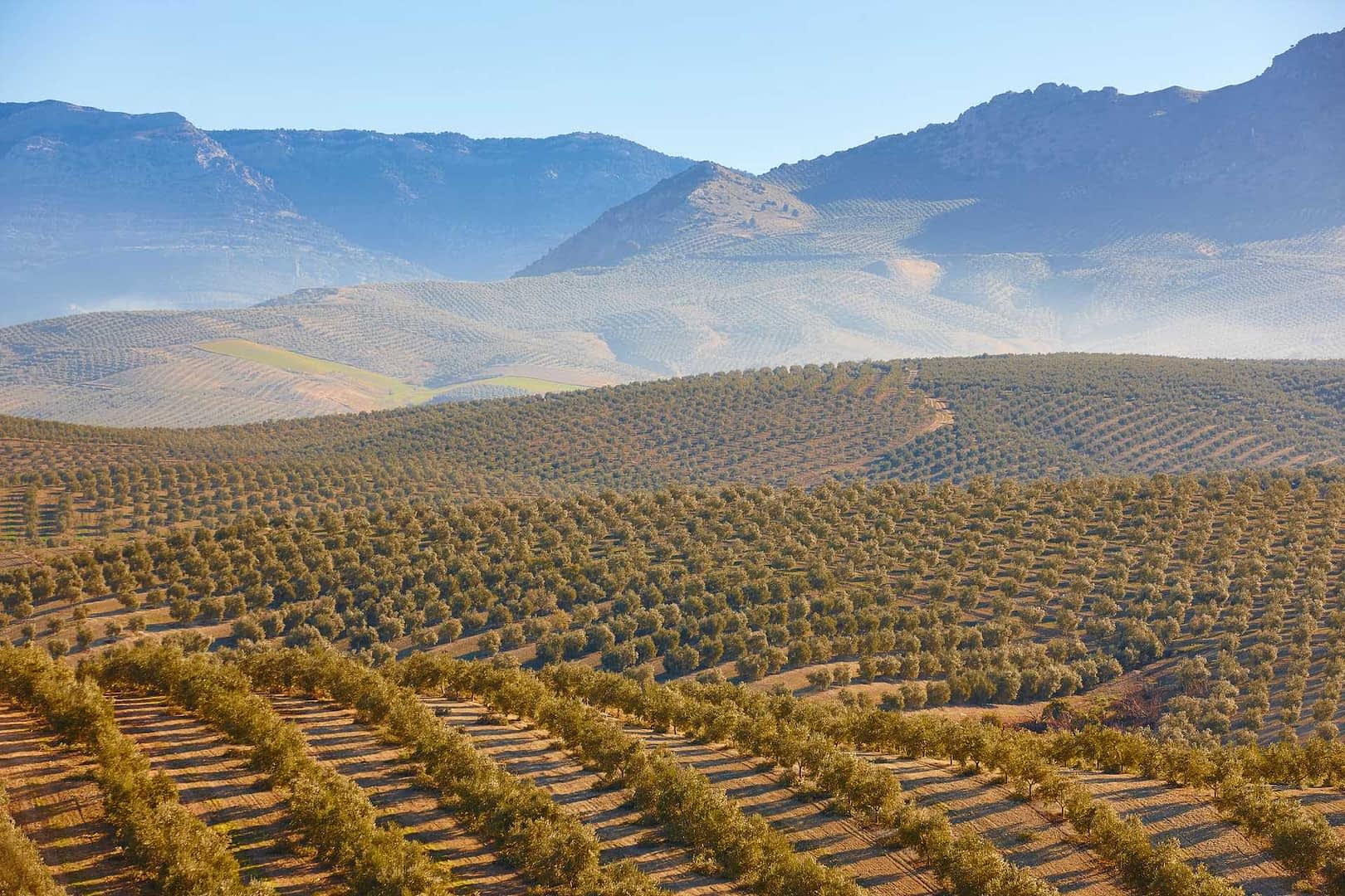 Aerial view of a vast olive grove with rolling hills and mountains in the background. - Olive Oil Times