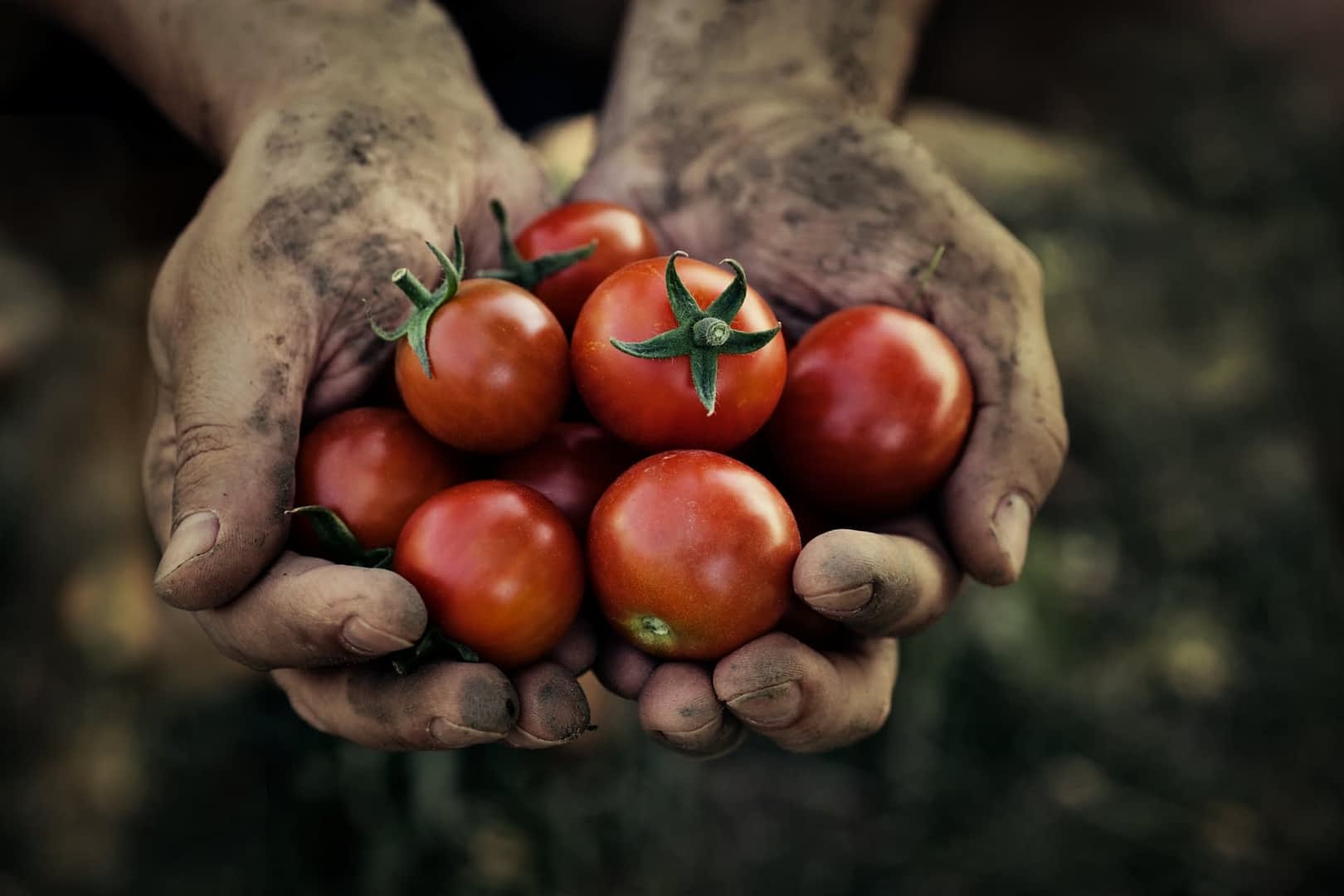Two hands covered in dirt holding a cluster of ripe red tomatoes. - Olive Oil Times