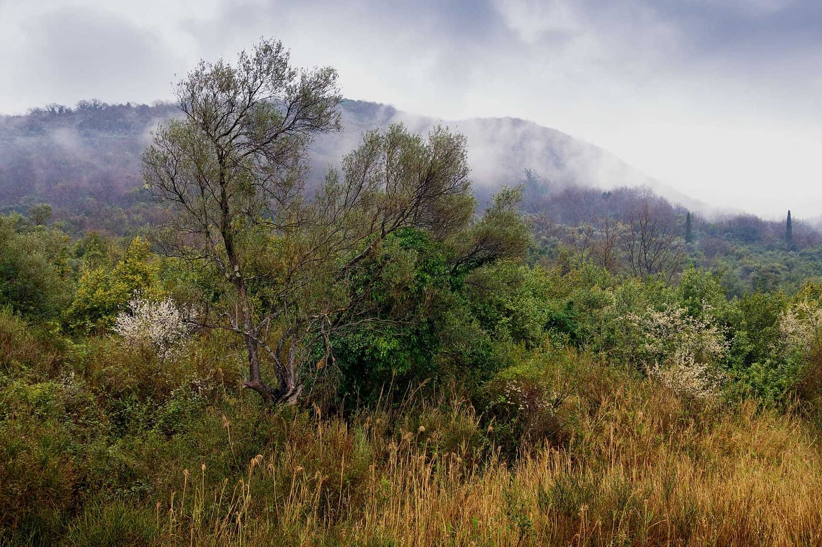 Un paisaje verde denso con árboles y arbustos con niebla extendiéndose sobre las colinas en el fondo. Olive Oil Times