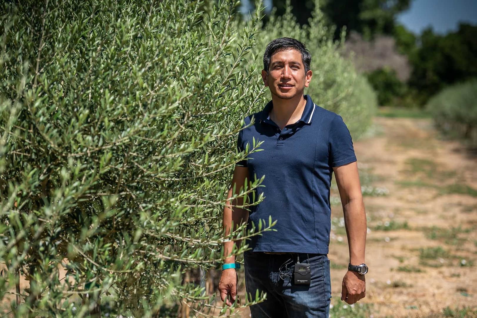 Un hombre con un polo azul se encuentra entre hileras de olivos en un campo. Olive Oil Times
