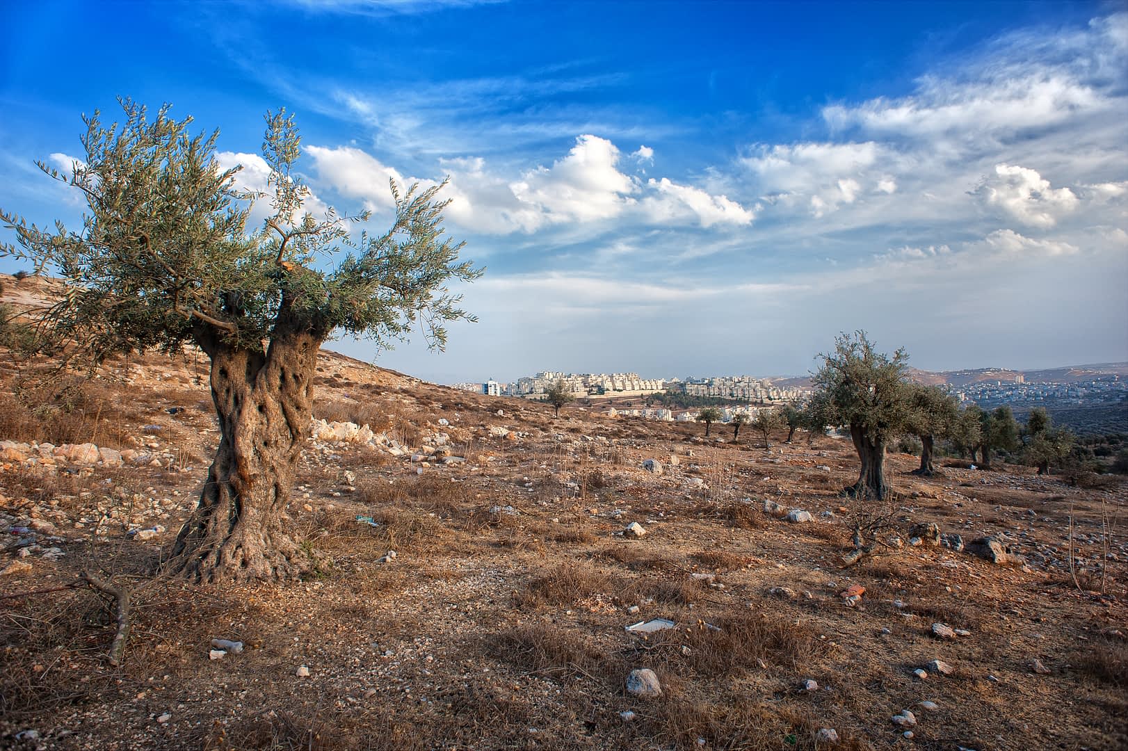 Two olive trees in a dry landscape with a distant view of buildings under a cloudy sky. - Olive Oil Times