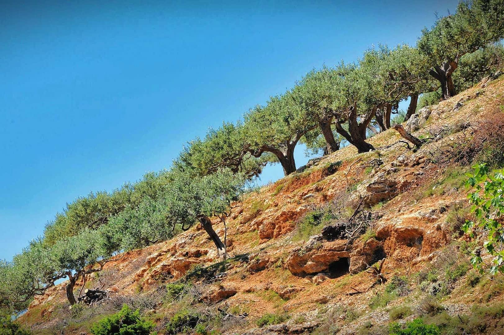 A row of olive trees growing on a sloped hillside with clear blue sky above. - Olive Oil Times