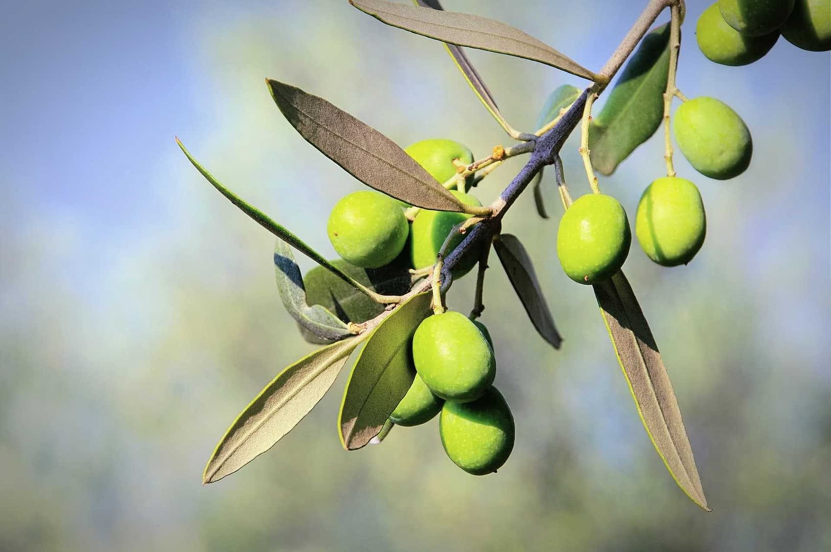 Tak met groene olijven met verschillende onrijpe olijven en bladeren tegen een wazige achtergrond. Olive Oil Times