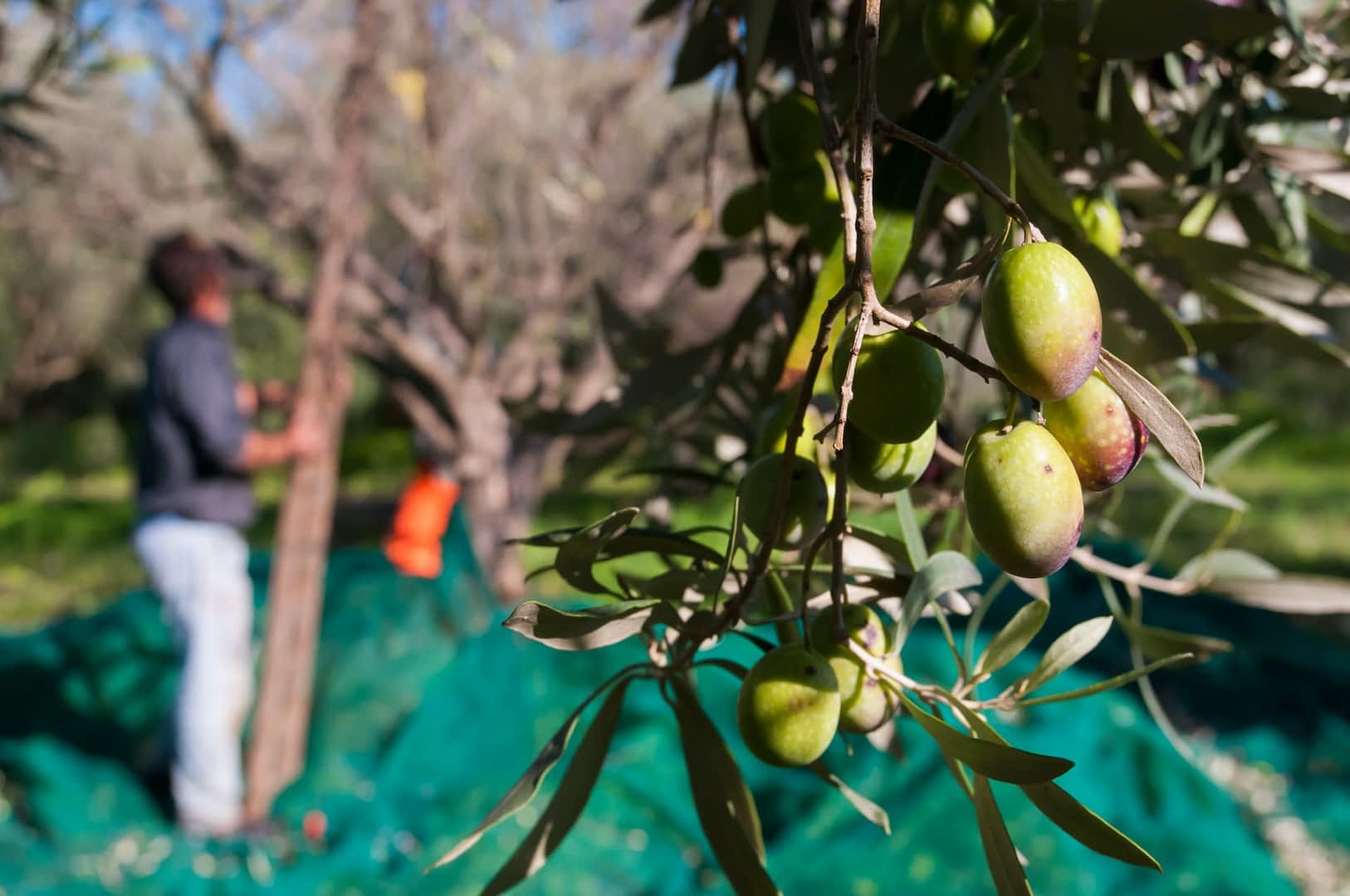Oljke na veji z osebo, ki obira oljke v ozadju. - Olive Oil Times