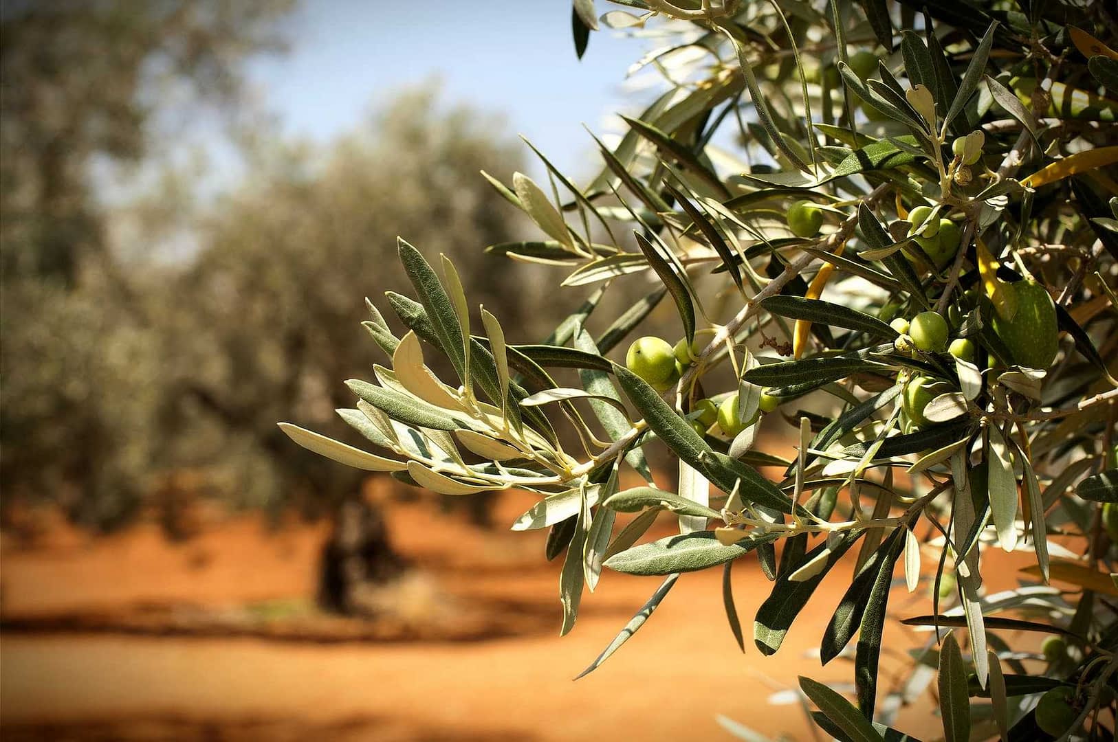 Primo piano di un ramo di ulivo con olive verdi e foglie su uno sfondo sfocato. - Olive Oil Times