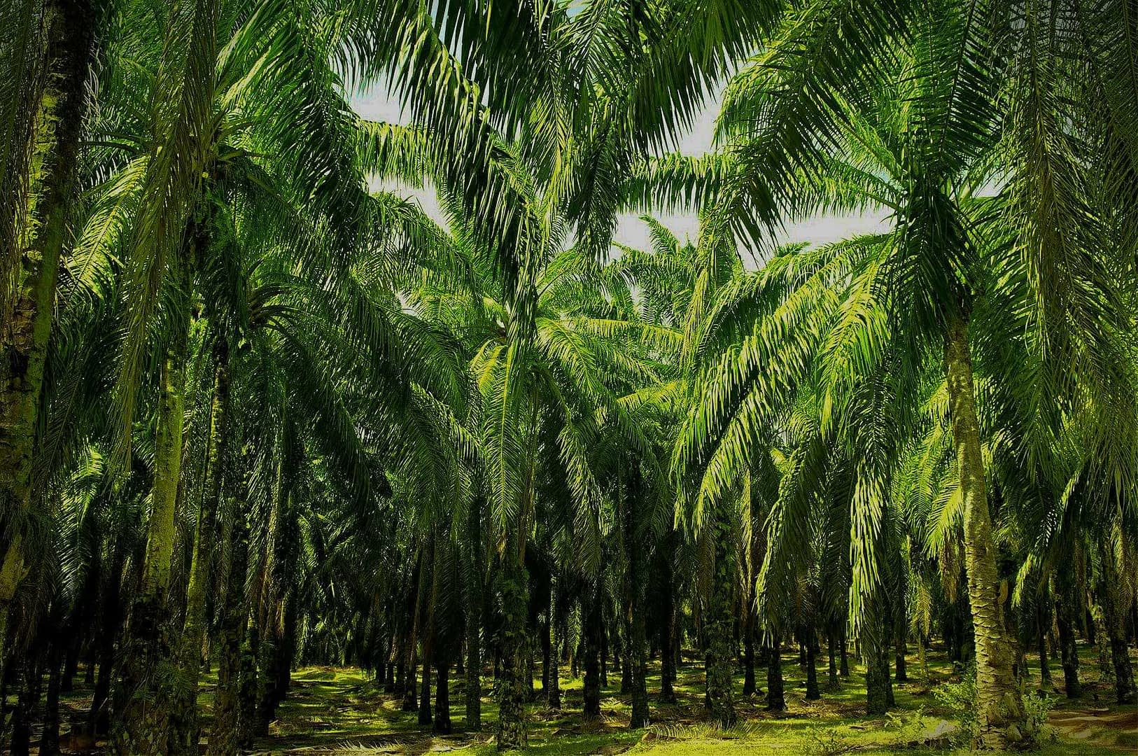 Dense grove of palm trees with lush green fronds in a plantation setting. - Olive Oil Times