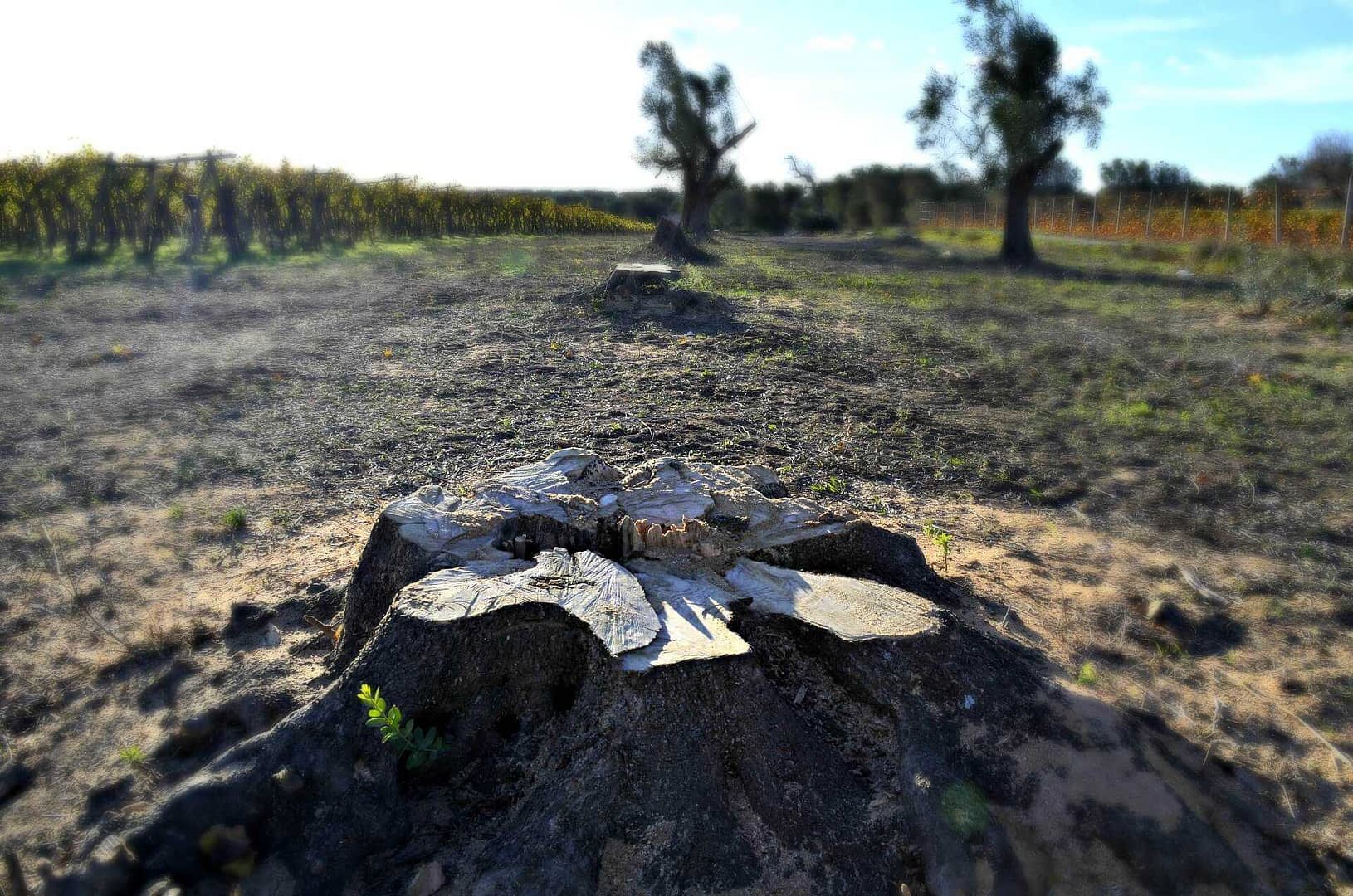 Close-up view of a tree stump in an agricultural field with distant trees and vines. - Olive Oil Times