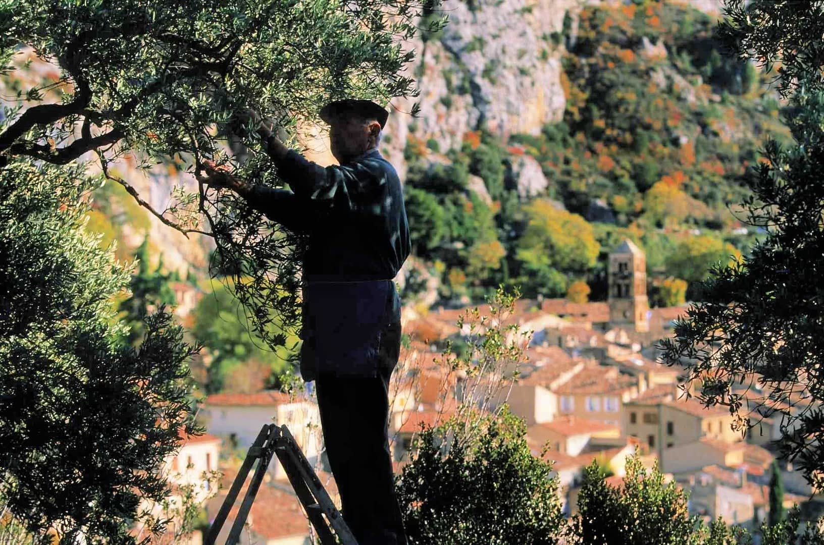 A person pruning an olive tree while standing on a ladder in a mountainous area. - Olive Oil Times