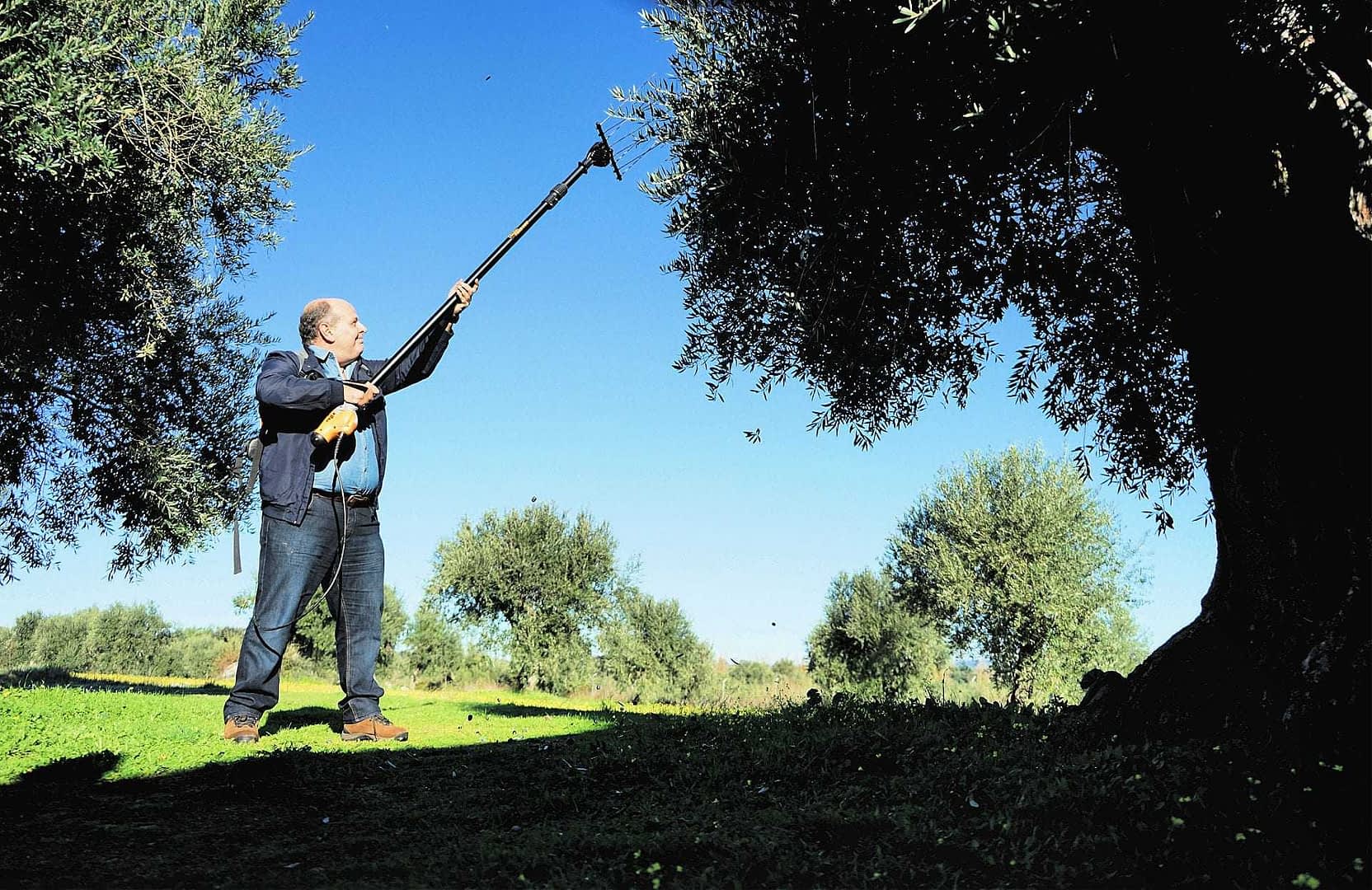 Monte da Oliveira Velha - Amor é Cego