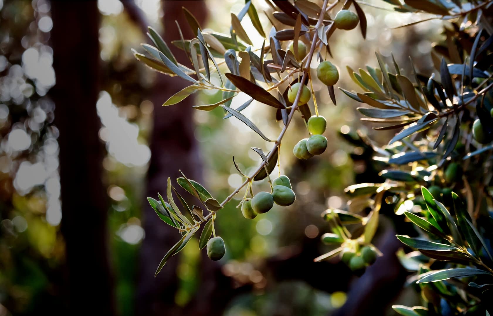 Primo piano di un ramo di ulivo con olive verdi e foglie in luce naturale. - Olive Oil Times