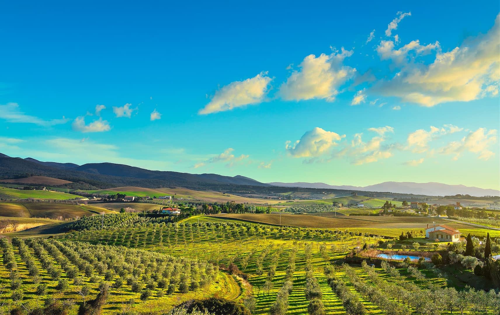 A panoramic view of olive groves and rolling hills under a blue sky with clouds. - Olive Oil Times