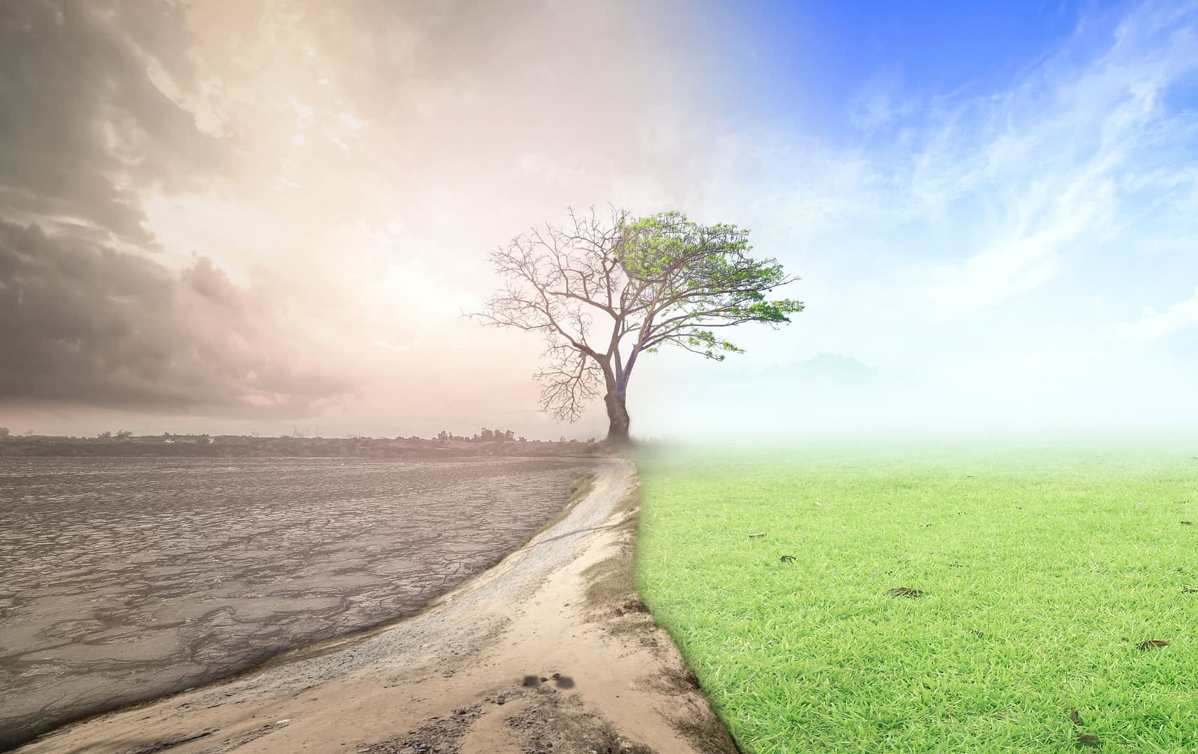 A single tree stands between two contrasting landscapes: one dry and cracked, the other lush and green. - Olive Oil Times