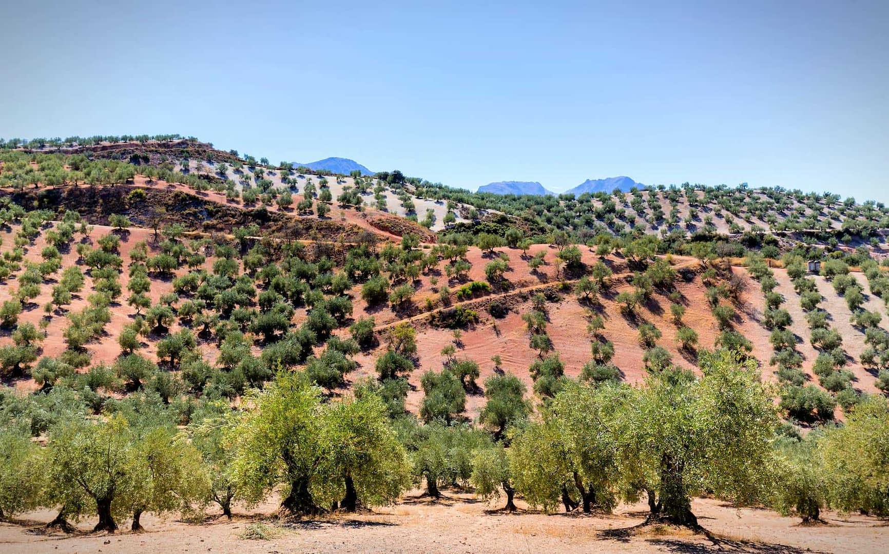 A landscape view of an olive grove with rows of olive trees on sloped terrain. - Olive Oil Times