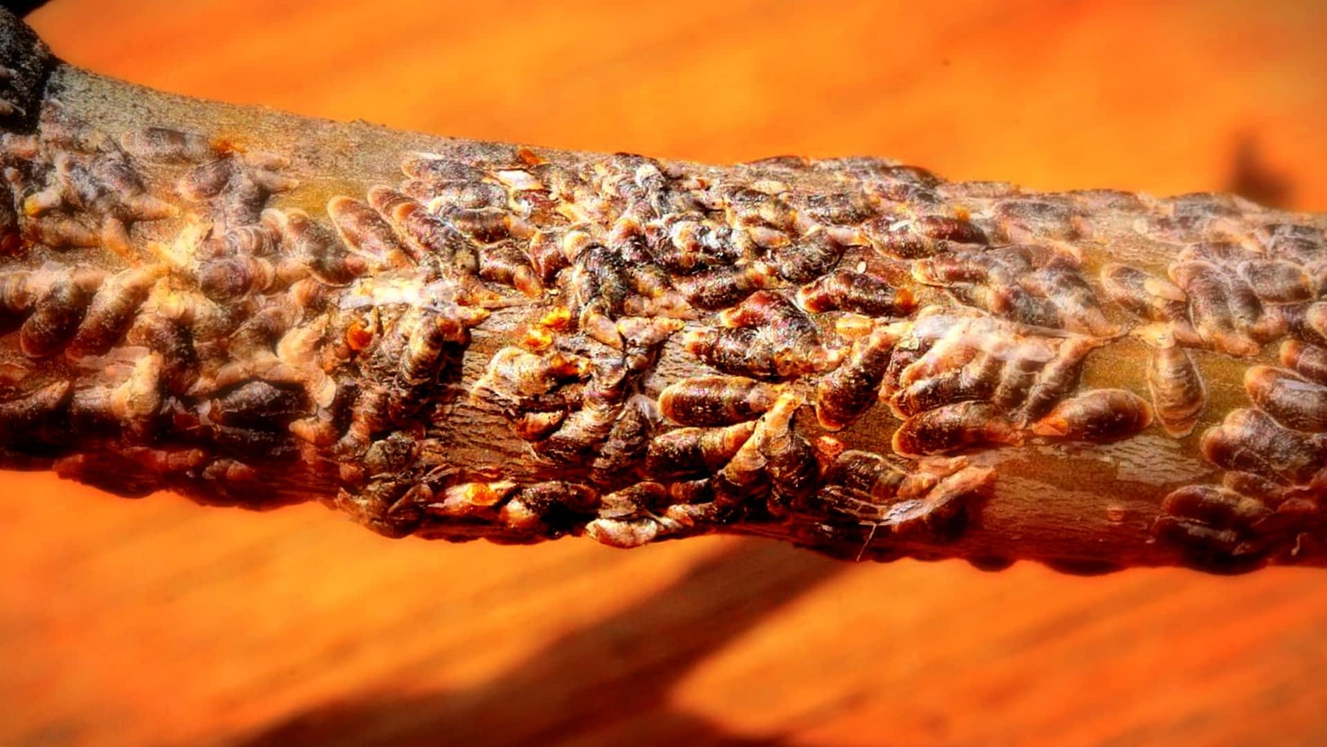 Una vista de cerca de numerosos insectos agrupados en la rama de un árbol, mostrando sus texturas detalladas. Olive Oil Times