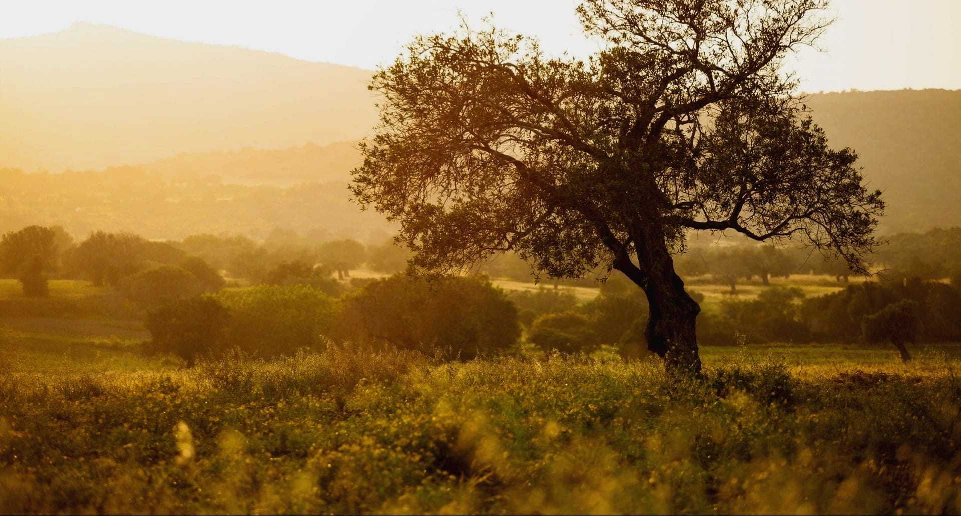 Ein einsamer Baum steht bei Sonnenuntergang auf einem Feld, dessen warmes Licht die Landschaft erhellt. - Olive Oil Times
