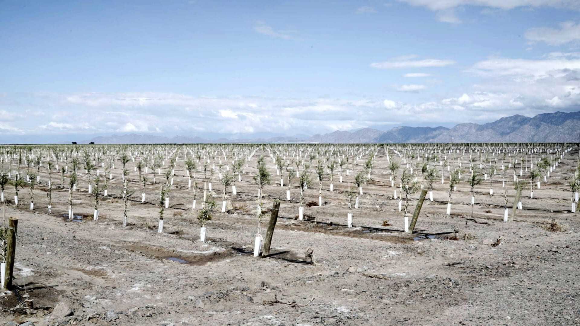 Un champ avec des rangées de jeunes oliviers plantés en lignes soignées sur un sol sec. - Olive Oil Times
