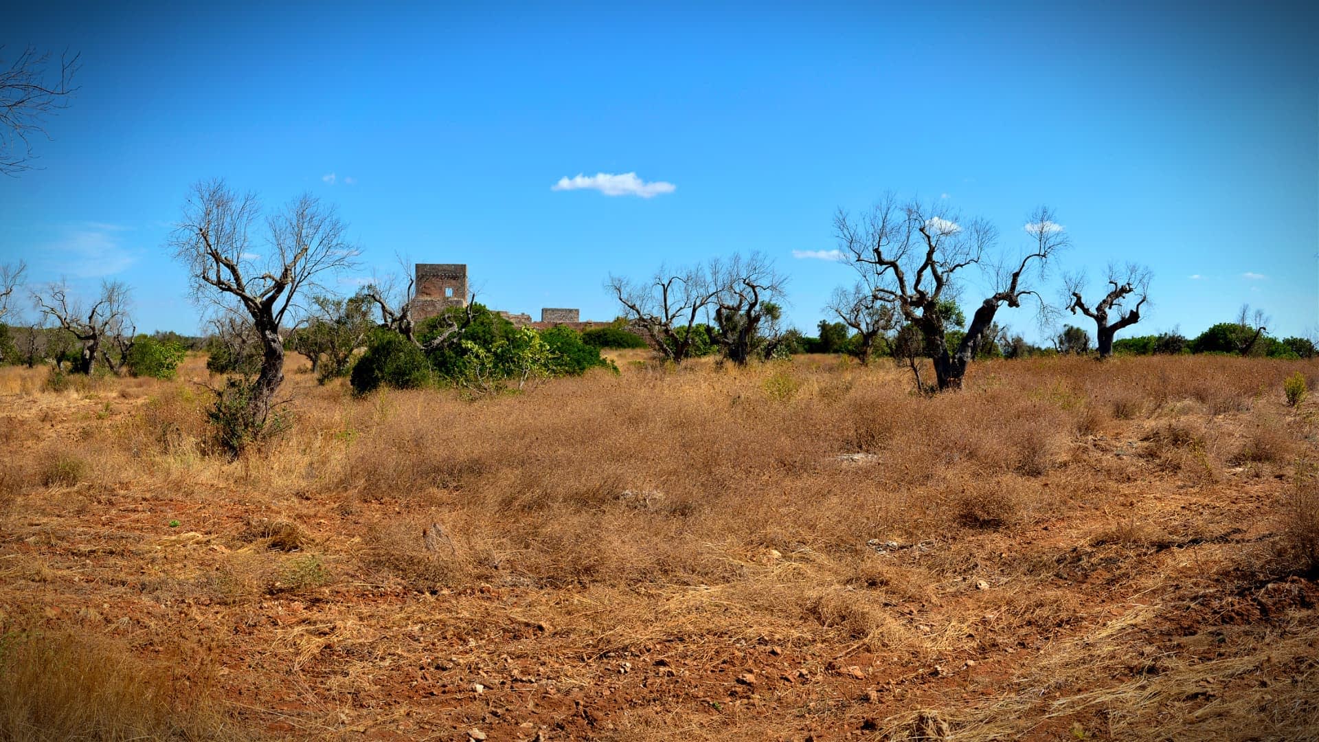 Un paisaje seco con escasa vegetación y ruinas distantes bajo un cielo azul claro. Olive Oil Times